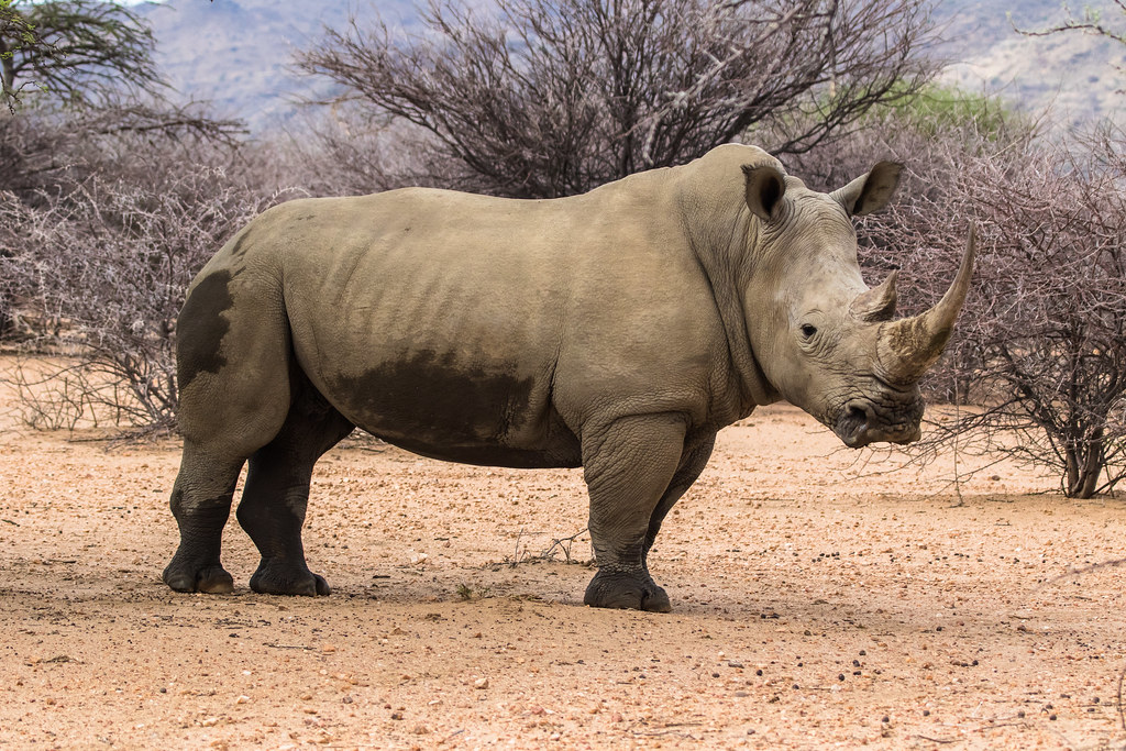 Namibian rhino
