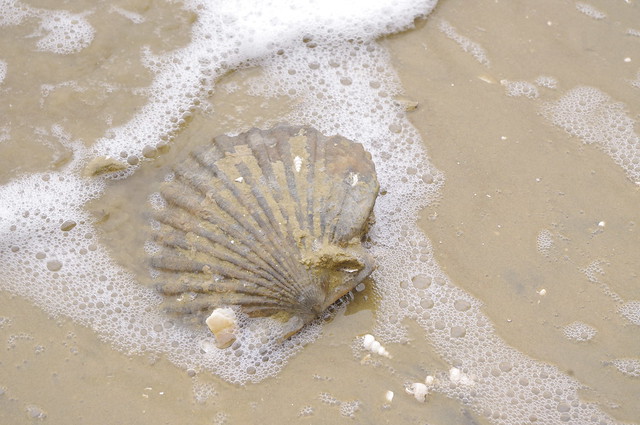 Chesapecten masidonius