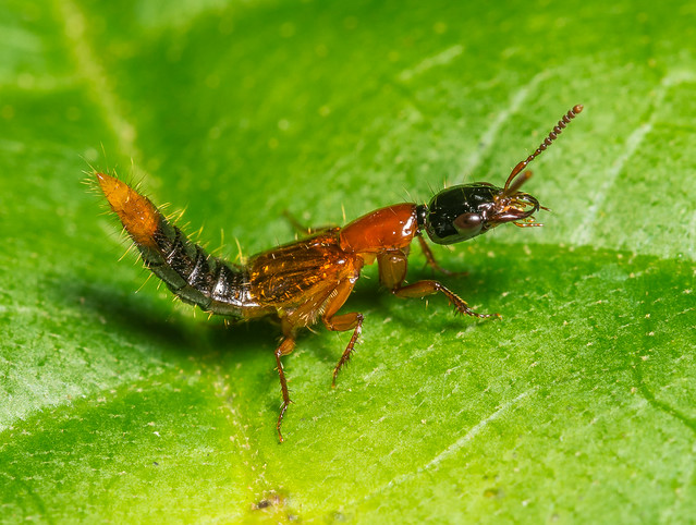 Rove Beetle (Staphylinidae) 115v-13114