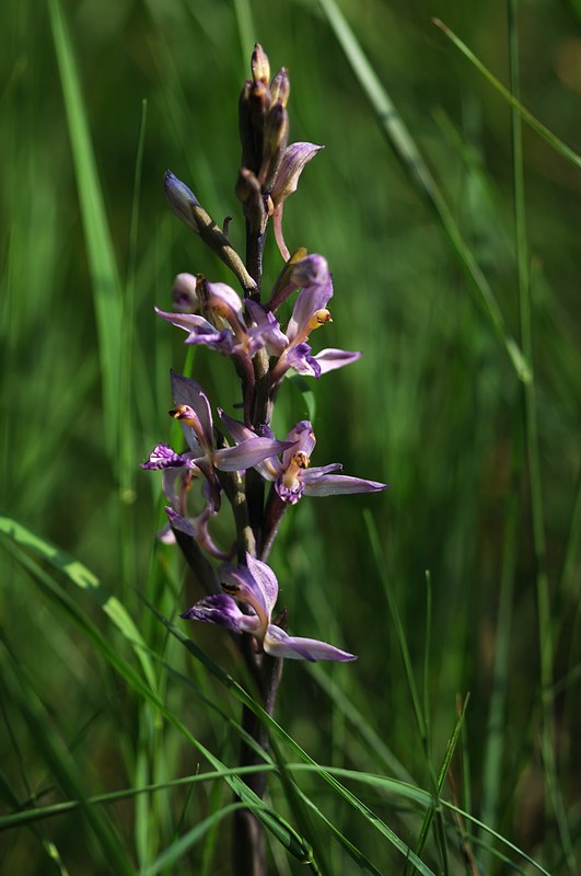 20150514-038F | Dingel (Limodorum abortivum). Gardasee, 14.05.2015