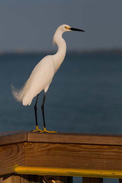 Snowy Egret - Anna Maria Island