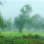 Olive Trees in the Mist