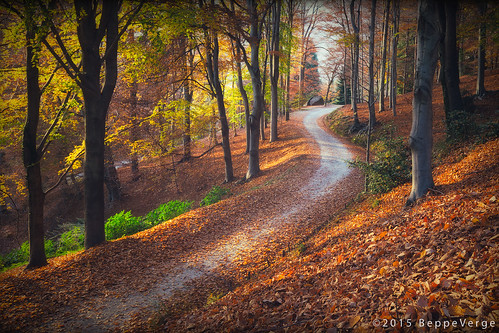 autumn trees fall leaves foglie forest foliage autunno boschi biellese parcoburcina beppeverge