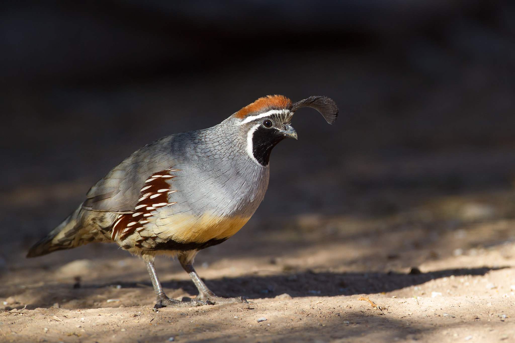 Callipepla gambelii | Gambel's Quail | ökentofsvaktel