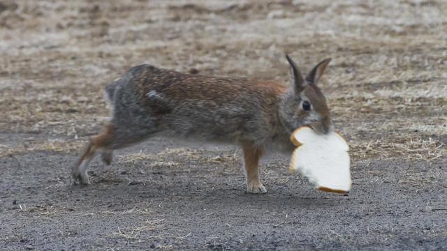 Wild Rabbit Sandwich Thief,.
