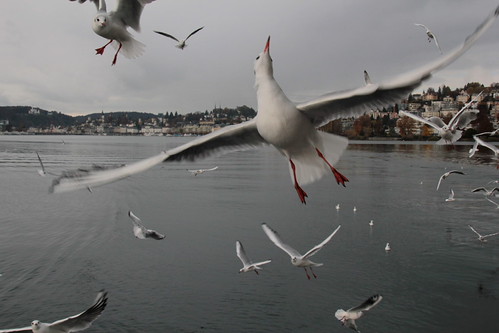Möwe ( Vogel bird ) über dem Vierwaldstättersee bei Luzern im Kanton Luzern in der Schweiz | by chrchr_75