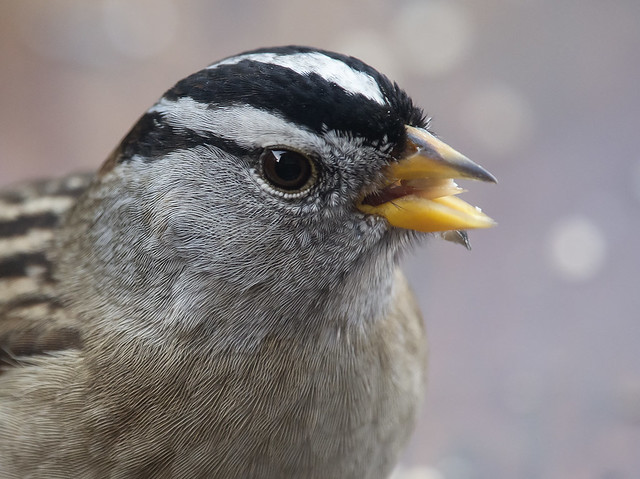 White-crowned sparrow