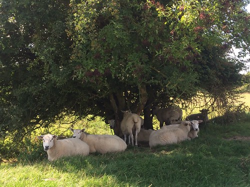 August 22, 2015: Winchelsea to Hastings Sheltering sheep on a very warm summer's day