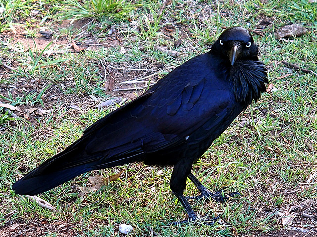 Raven  Australian bush bird
