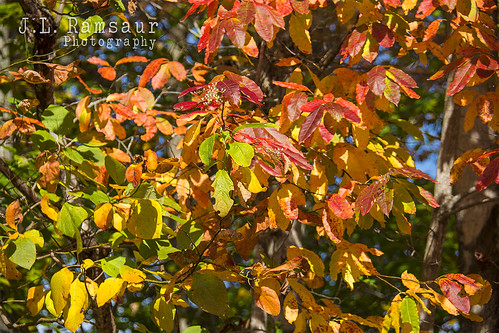 autumn red orange fallleaves brown green fall nature leaves yellow rural outdoors photography photo leaf nikon colorful dof bokeh tennessee fallcolors bluesky pic autumnleaves depthoffield autumncolors photograph americana thesouth cumberlandplateau cookeville ruralamerica 2015 smalltownamerica fallseason putnamcounty cookevilletn colorsofautumn middletennessee ruraltennessee ruralview fallinthesouth cookevilletennessee canecreekpark ibeauty southernlandscape tennesseefall tennesseephotographer southernphotography screamofthephotographer jlrphotography photographyforgod autumninthesouth d7200 engineerswithcameras god’sartwork nature’spaintbrush jlramsaurphotography nikond7200 cookevegas