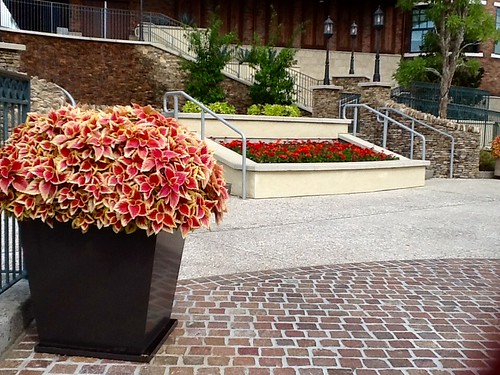 plants photograph outdoors daytime colors design architecture garden flowers trees artistic