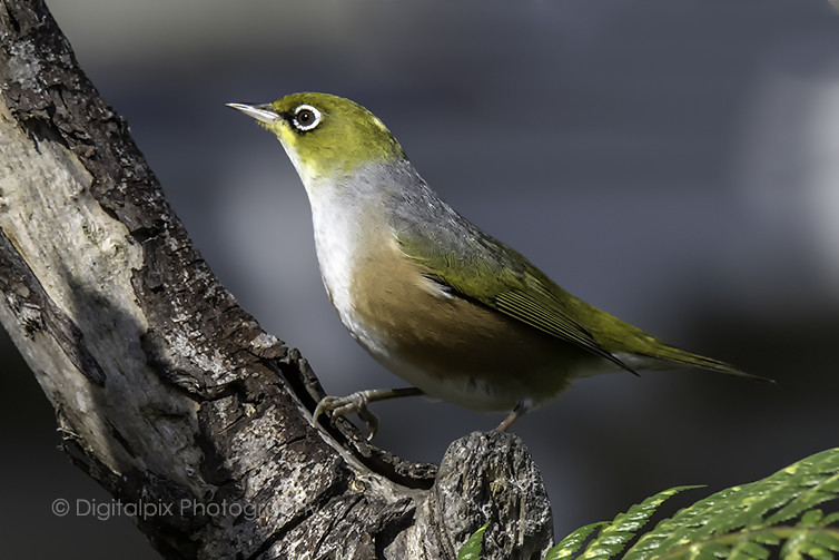 Silvereye