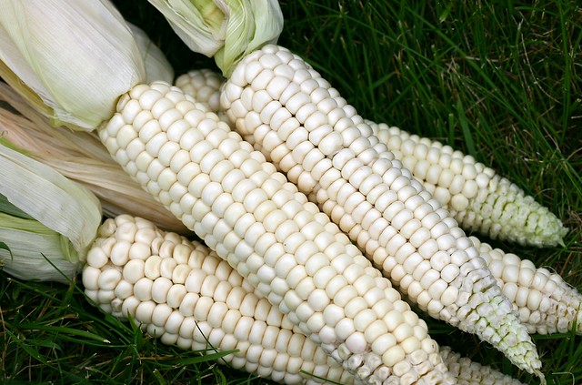 Dakota Ivory Corn