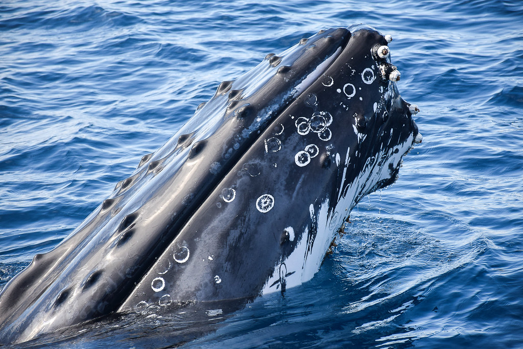 humpback whale 2