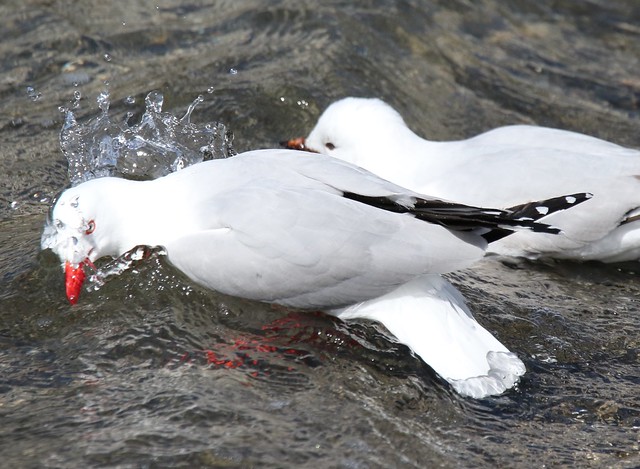 Wellington Harbour birdlife