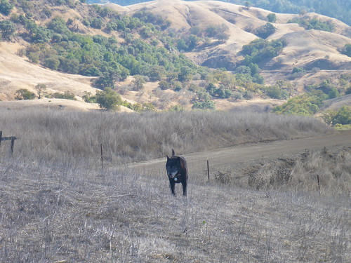 california dog outdoors dj exploring sniffing wandering retirement boonville sheepdung mendocinocounty chowador