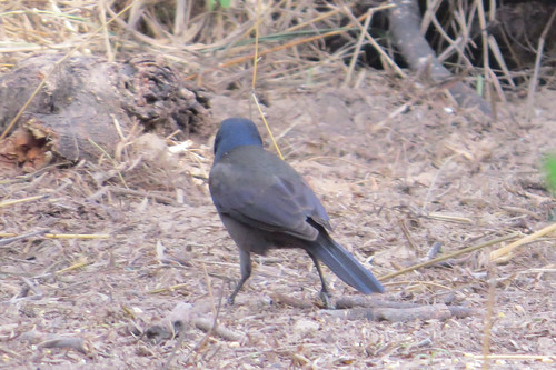 bird quiscalusquiscula blackbird