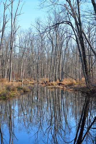 ny newyork reflection fall nature water stream outdoor bare bluesky clear swamp patterson tress greatswamp putnamcounty
