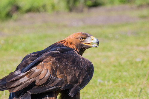 Golden Eagle spreading its wings in a grassy field