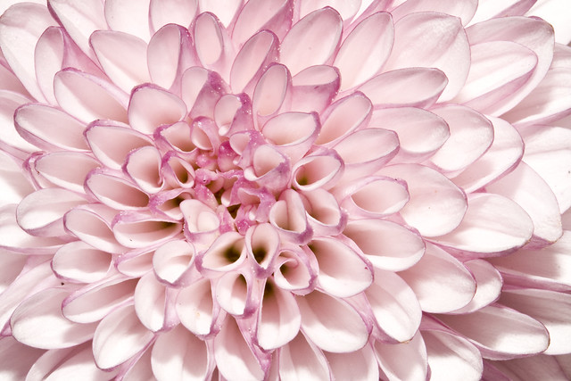 Blooming pink