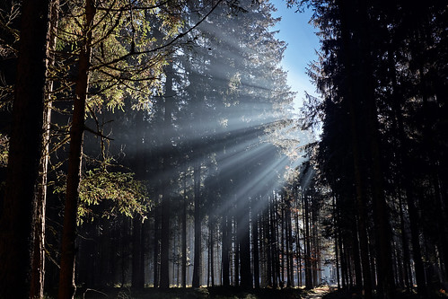 wood trees forest landscape outdoor flare fujifilm rays wald baum sonnenstrahlen sunbeams forst x100t