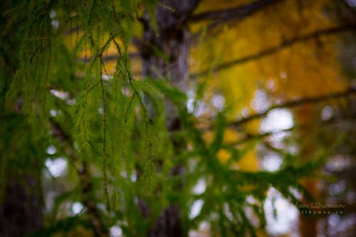 "Autumn Rainbow" (Autumn colors) | Cosina 135mm F/2.8 MC MF … | Flickr