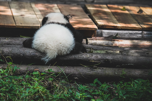 Chengdu Panda Research Center | by M@Cister86