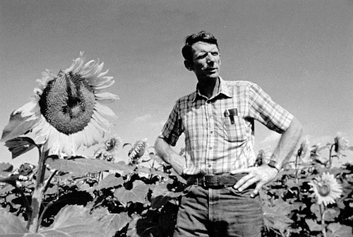 Sunflowers, 1985 | by The Urbana Free Library Digital Collections