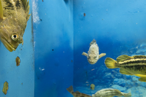 松島水族館 | by yunamiphoto