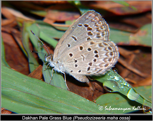 macro closeup forest butterfly wildlife butterflies blues insects flyinginsect lycaenidae insectindia butterfliesofindia butterfliesofasia butterfliesofandhrapradesh lepidopreta