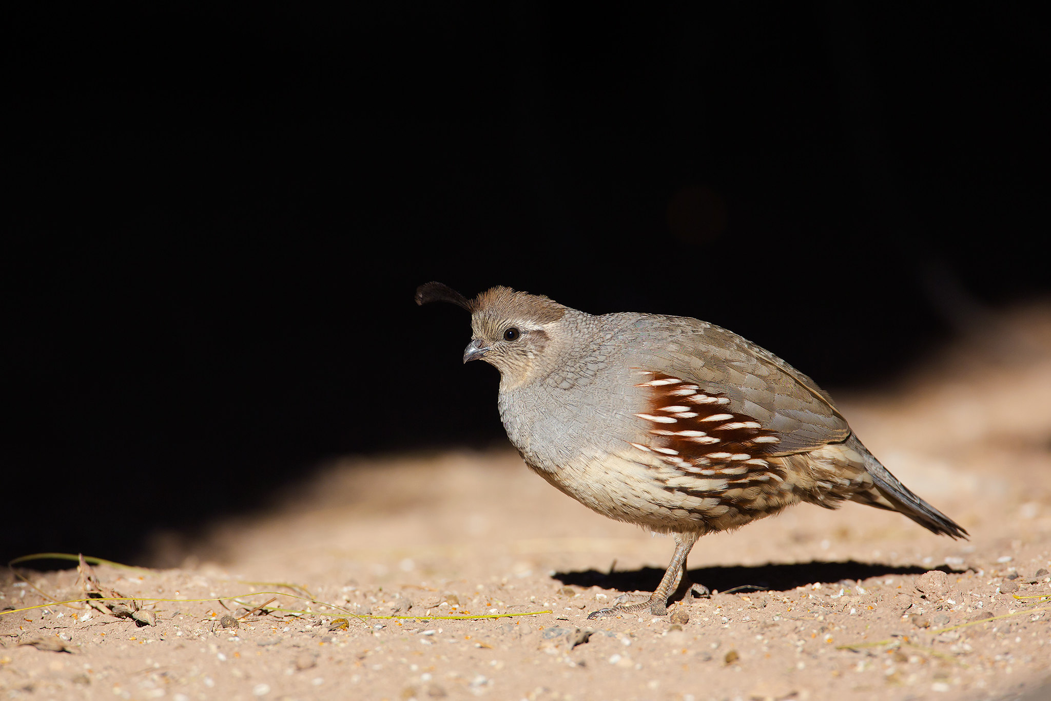 Callipepla gambelii | Gambel's Quail | ökentofsvaktel