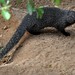Mongoose on the Beach