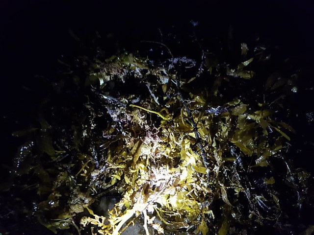 Seaweed - strange stuff
