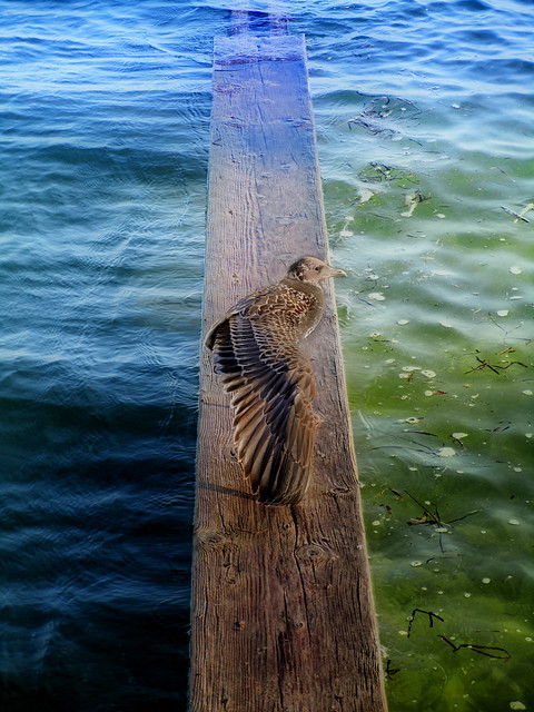 Gull Wing