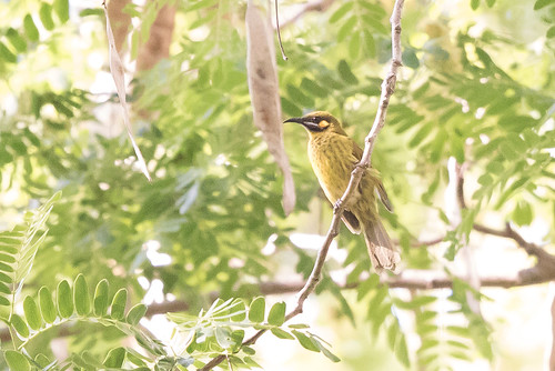 birds indonesia camplong westtimor yellowearedhoneyeater lichmeraflavicans