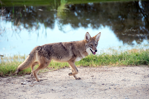 coyote Canis latrans | by Paul and Jill