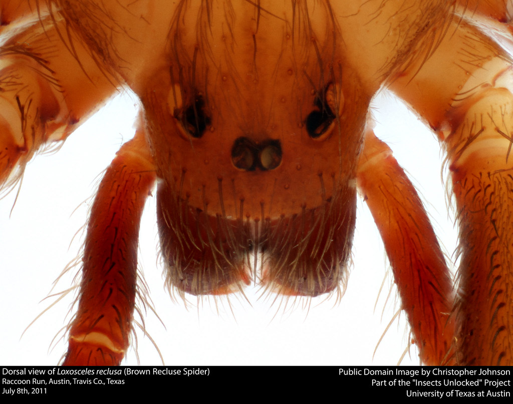 Dorsal view of Loxosceles reclusa (Brown Recluse Spider)