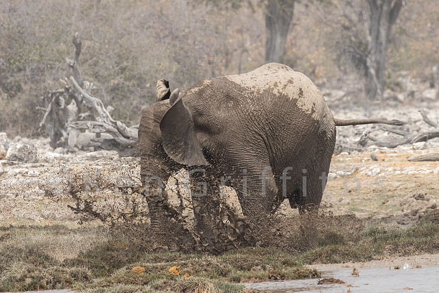 African Elephant  150 7585
