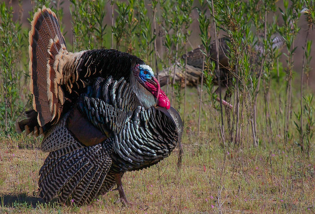 Mr. Wild Turkey at Santa Margarita Lake in San Luis Obispo County