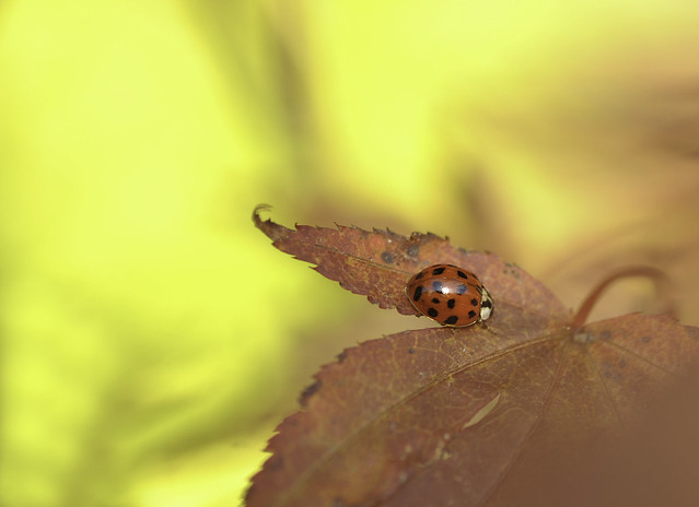 ladybird3