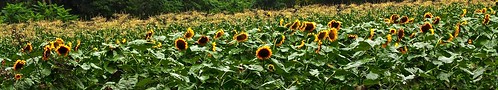 professorbop drjazz sunflowers field stoningtonconnecticut summer nature olympusem1 mosca panorama