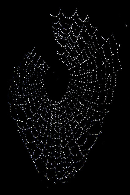 Dewy Cobweb