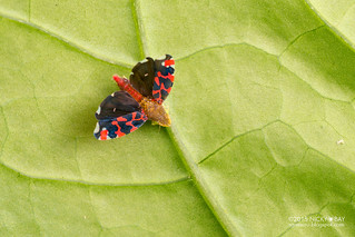 Fanned leafhopper (Ladoffa sp.) - DSC_2402