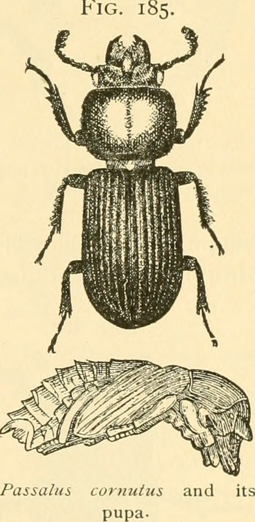 Passam Insect Image from page 210 of