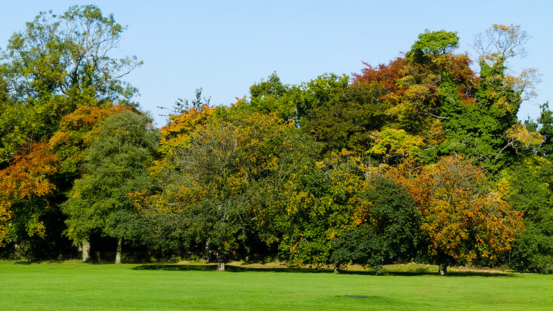 Autumn leaves: Bantock Park