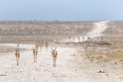 Springboks @Etosha National Park, Namibia