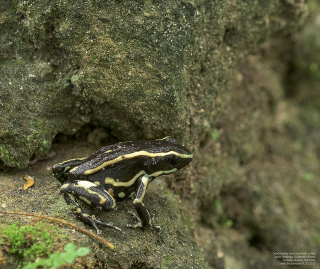 Dendrobates truncatus from a side