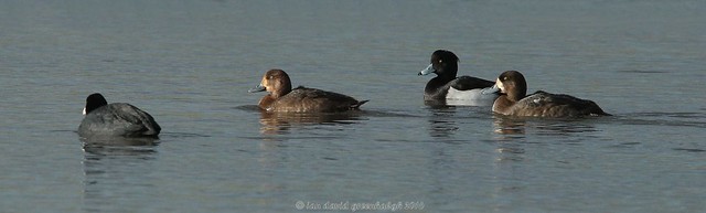 Scaup, tufted & coot 16ig6008
