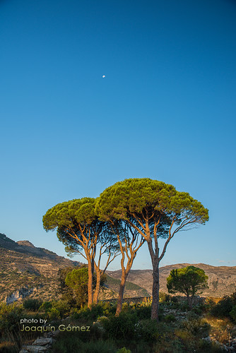 morning blue sky moon mountains tree pine sunrise spain mediterranean alicante goldenhour benimaurell valldelaguar valenciancommunity tamron247028