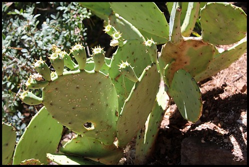 Oponces du Mugel - cylindropuntia leptocaulis - Opuntia ficus-indica- scheerii [identifications] 21983830259_d7b1cbd516